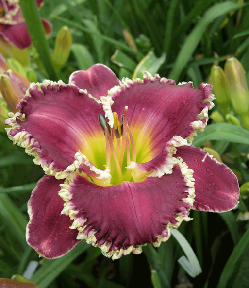 Taglilie 'Bettylen'