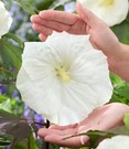 Hibiskus 'Carousel Ghost'