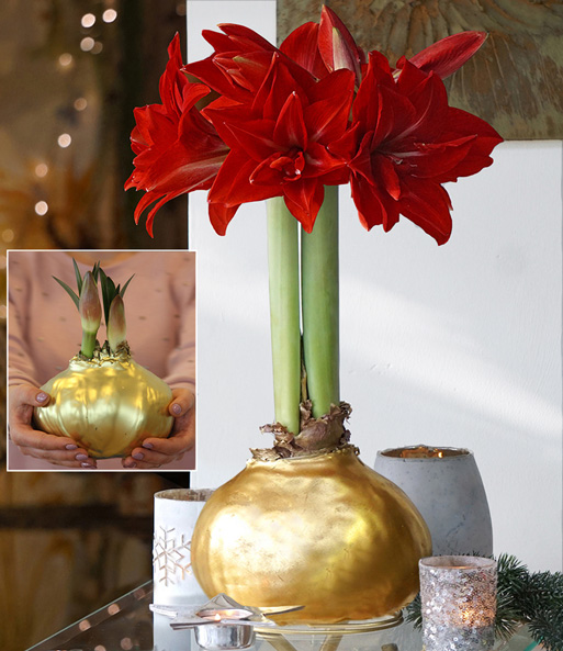 MEGA XXL Wachs-Amaryllis Gold rote Blüte