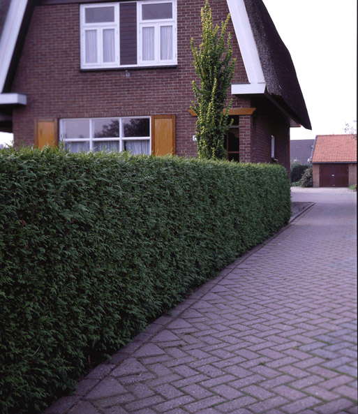 Grüne Thuja-Hecke