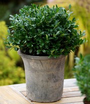 Ilex 'Luxus® Globe' der Buchs-Ersatz