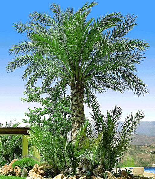 Chilenische Honig-Palme