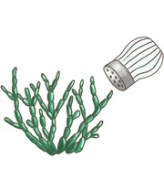 BIO Salzkraut