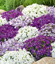 Aubretia-Mix 'Blütenwunder'