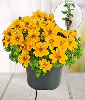 Bidens 'Yellow Sunshine®'