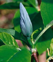 Magnolien-Sortiment zum Vorteilspreis