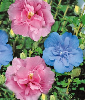 Hibiskus Chiffon®-Kollektion