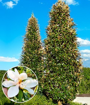 Immergrüne Magnolie 'Alta'