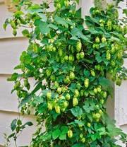 Hopfen im 1,5-Liter Containertopf