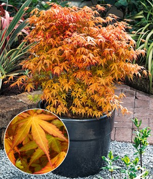 Japanischer Ahorn 'Katsura'