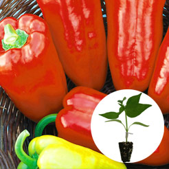 Paprika & Chili Jungpflanzen