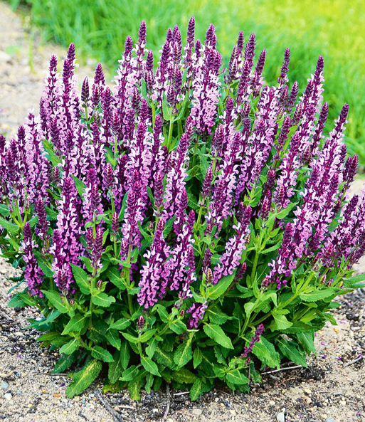 Salvia 'Pink Profusion'