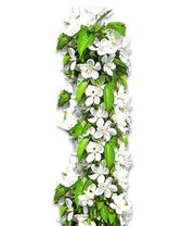 Säulen-Süßkirsche 'Sylvia®'