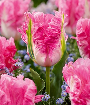 Papageien-Tulpe 'Cabanna'