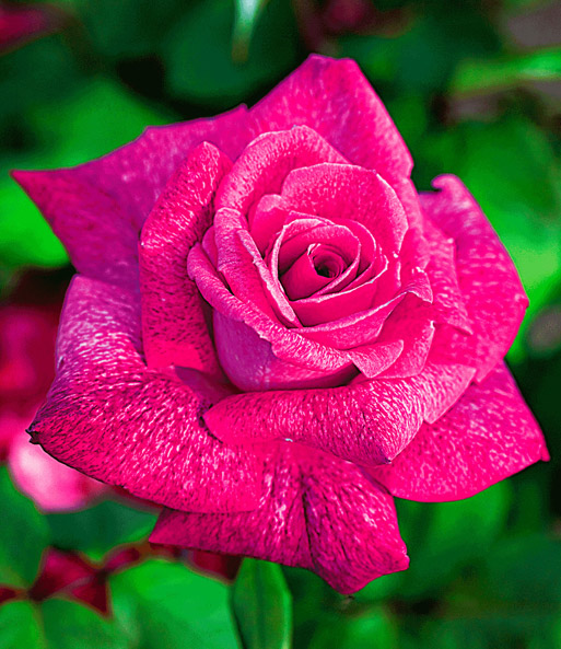Edel-Rose 'Pierre Cardin® Meilolipo'