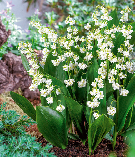 Gefülltes Maiglöckchen 'Bloom in White'