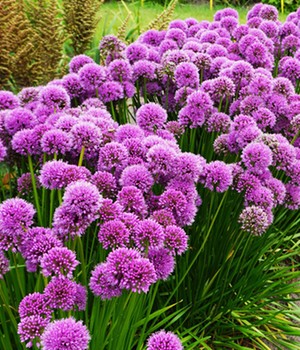 Duft-Allium-Staude 'Millenium'