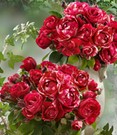 Maler-Rose® 'Henri Matisse®'