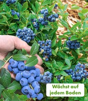 Trauben-Heidelbeere 'Reka® Blue'