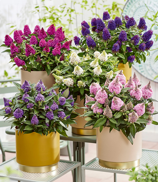 Zwerg-Schmetterlingsflieder 'Little Rockstars®' blau