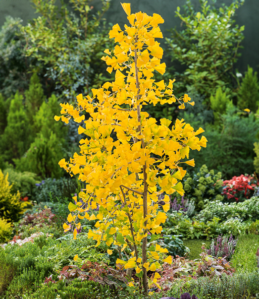 Fächerblattbaum Ginkgo biloba