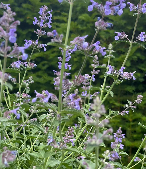 Link zum YouTube Video 3852_Nepeta 'Cat's Pajamas'