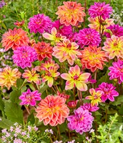Dahlien-Mix 'Pacific'