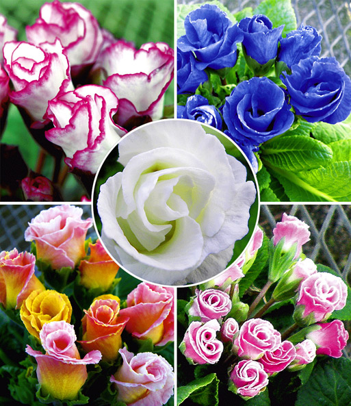 Rosen-Primula 'Farb-Mix'