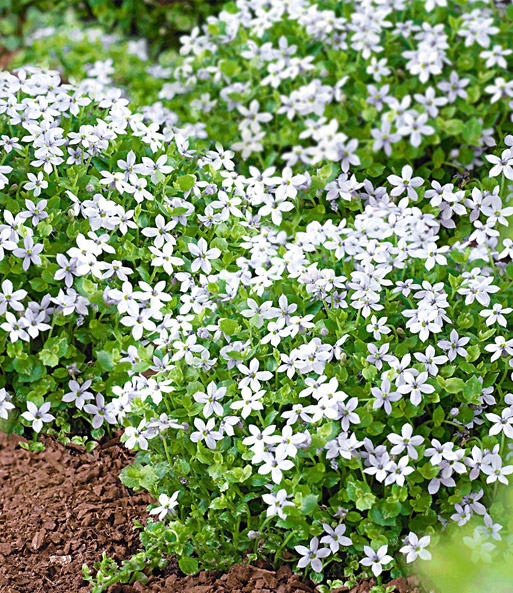 Isotoma 'White Splash'