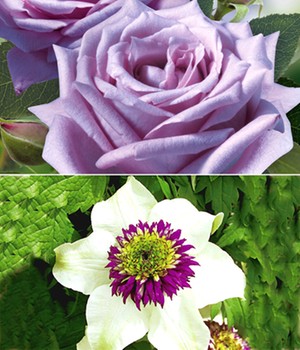 Set Clematis 'Florida Sieboldii' & Rose 'Mamy Blue®'