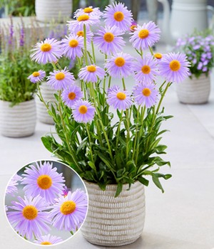 Aster 'Berggarten'