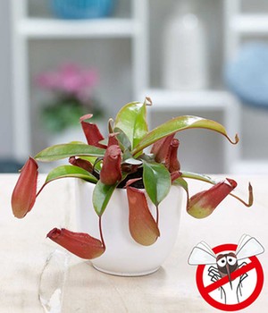 Kannenpflanze 'Bloody Mary'