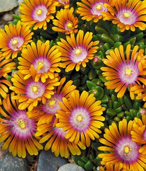 Delosperma 'Fire Spinner®'