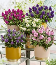 Zwerg-Schmetterlingsflieder 'Little Rockstars®' blau