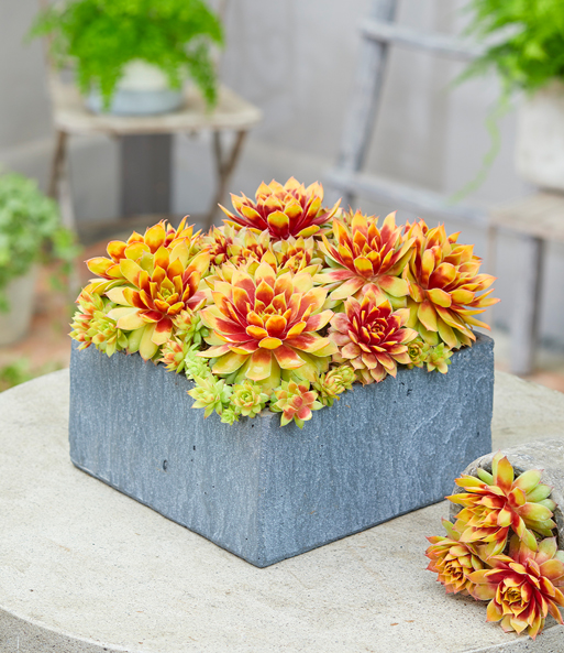 Sempervivum 'Gold Nugget®', im XL-Topf