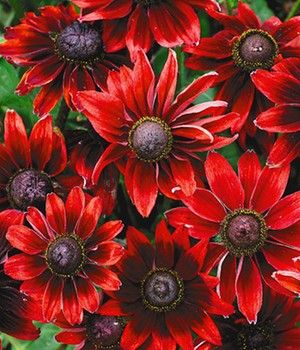 Rudbeckia 'Cherry Brandy'