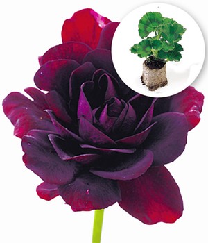 Hänge-Geranien 'Royal Night®'