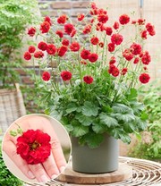 Geum 'Firestarter®'