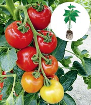 Veredelte Gemüse-Kollektion 'Ratatouille'