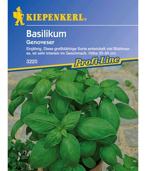 Basilikum 'Genoveser'