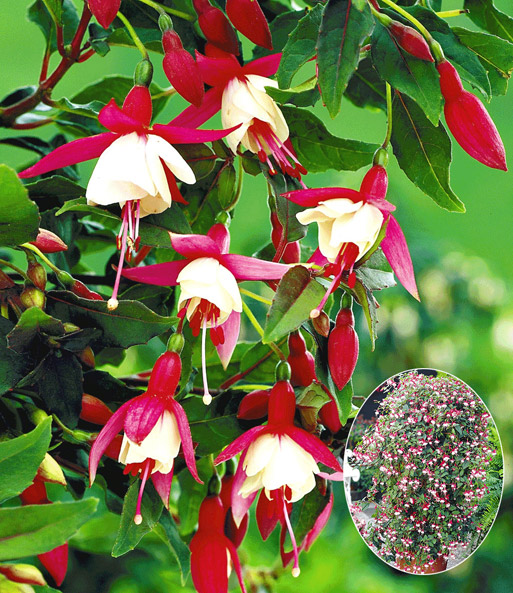 Freiland-Fuchsie 'Snowcap'