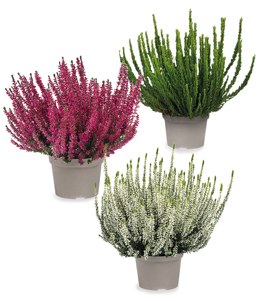 3er-Set Calluna Knospenheide 'Trio-Girls®', je im 12 cm-Topf