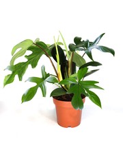 Philodendron 'Florida Green'