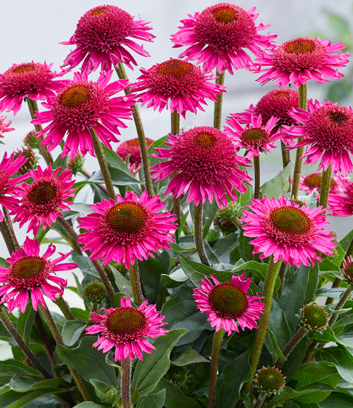 Echinacea 'Delicious Candy®'