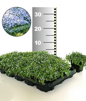 Isotoma 'Blue Foot®' 25 Stk., trittfester Bodendecker, Rasen-Ersatz