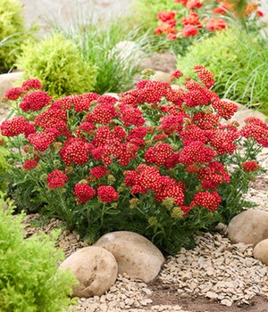 Achillea 'Short Red'
