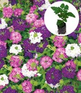 Verbenen-Mix 'Venturi®'