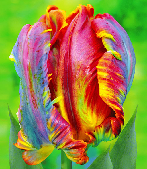 Regenbogen-Tulpe 'Blumex'