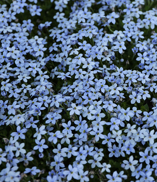Nahaufnahme von dichten blauen Blüten der Isotoma „Blue Foot“, die eng beieinander wachsen.