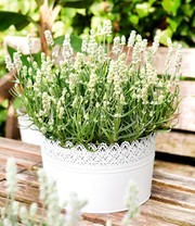 Lavendel 'White Summer'